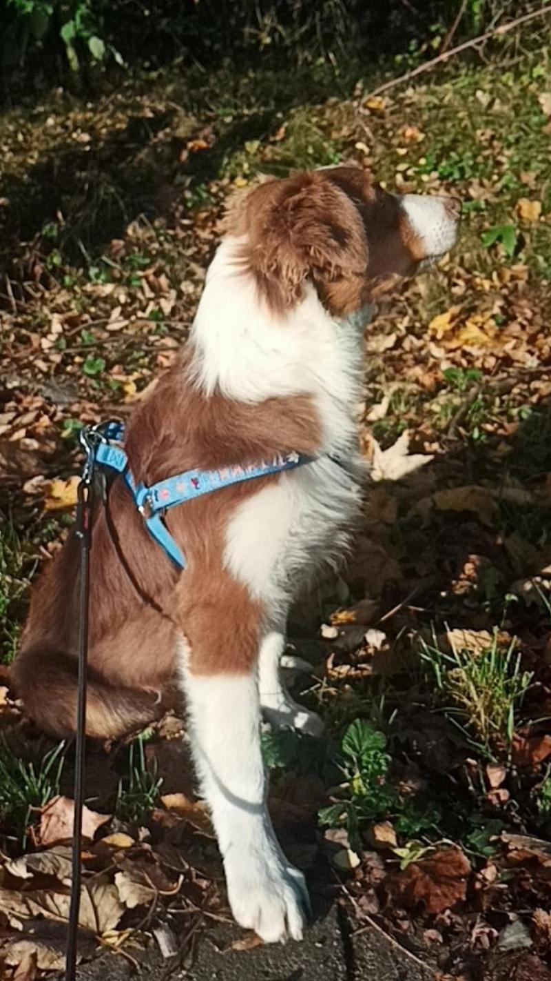 A golden retriever puppy happily playing with a puzzle toy inside a cozy, well-lit dog crate, looking content and engaged.